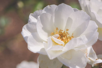 Close-up of flower