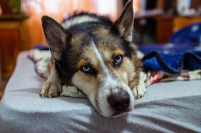 Close-up portrait of dog resting on bed at home