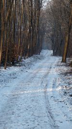 Trees on snow covered landscape