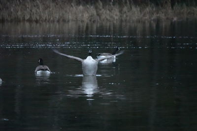 Swans swimming in lake