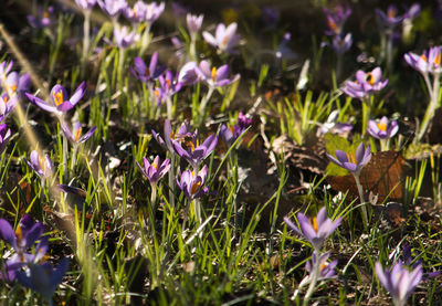 Close-up of purple crocus flowers on field