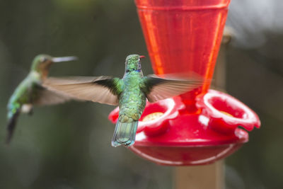 Close-up of red bird on feeder