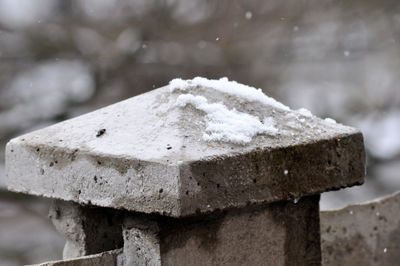 Close up of a spider