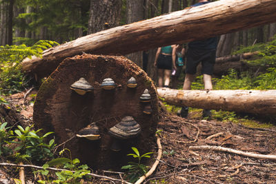 Close-up of mushrooms on tree trunk in old-growth forest near clearwater lake in wells gray provinci