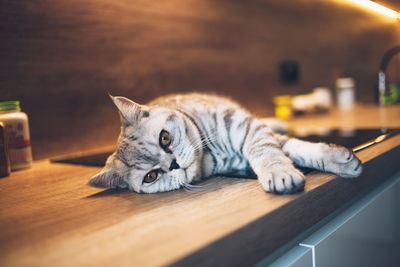 Cat lying on floor