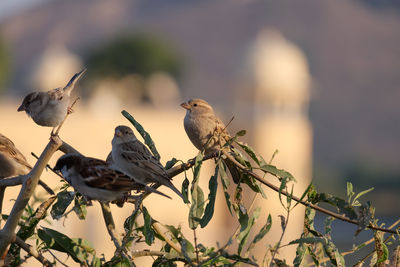 Close-up of birds perching on branch