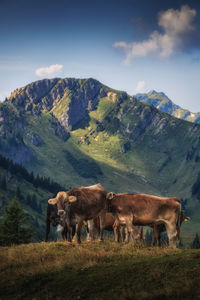 Cows on field against mountain range