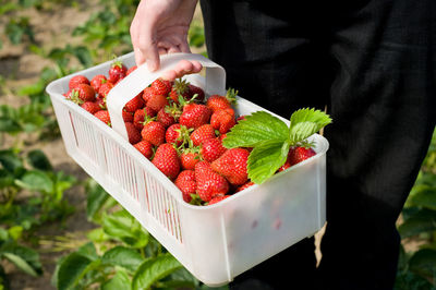 Midsection of farmer harvested fresh strawberries from farm