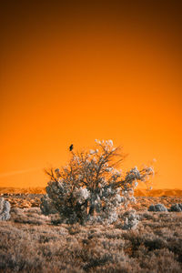 Scenic view of tree against sky during sunset