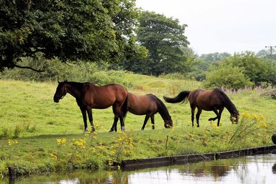 Horses grazing on grassy field