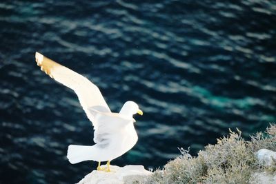 Seagull with spread wings on rock by sea