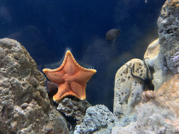 Close-up of starfish in sea