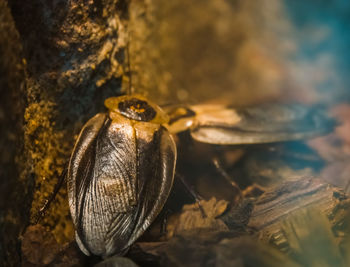 Close-up of insect on rock