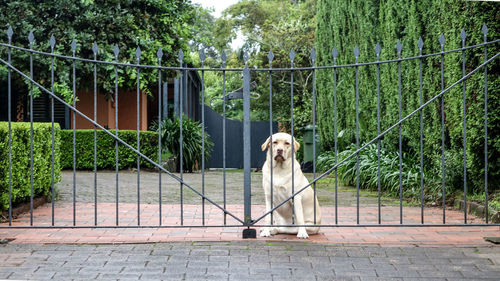 Dog in park