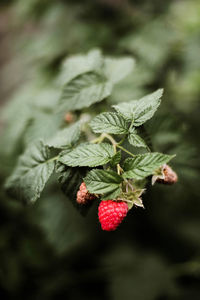 Close-up of berries growing on tree