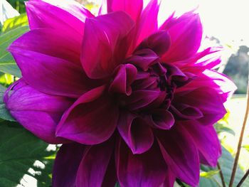 Close-up of flowers blooming outdoors