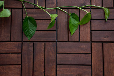 Exterior outdoor wooden decking with greenery plant background. top view flat lay copy space.