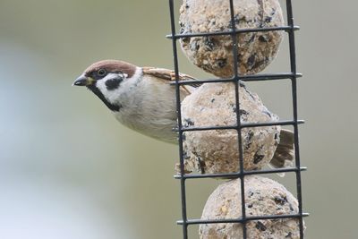 Close-up of bird perching on metal feeder