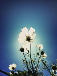 Low angle view of white flowers blooming against sky