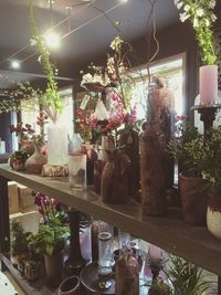 potted plant