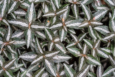 Green leaves with white lines pattern background.