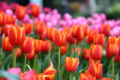 Close-up of tulips in field