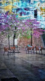 Close-up of empty flowers
