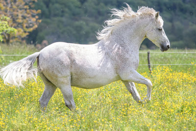 Side view of a horse on field