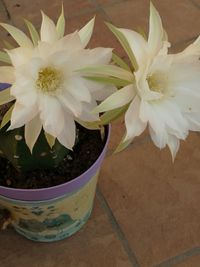 Close-up of white flower pot