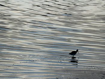 Bird perching on lake