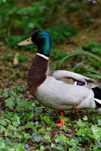 Mallard duck on field