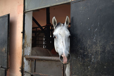 Portrait of horse in stable