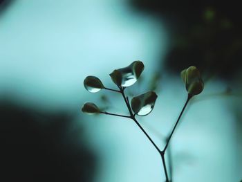 Close-up of flowering plant against blurred background