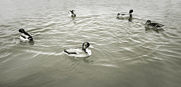 High angle view of mallard ducks swimming in lake