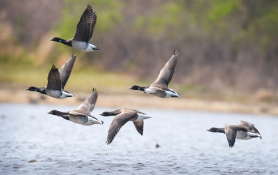 Flock of brant goose flying