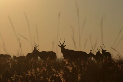 View of deer on field against sky