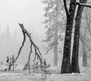 Bare trees on landscape