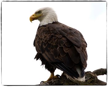 Low angle view of eagle perching on rock