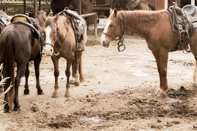 Horses standing in a field