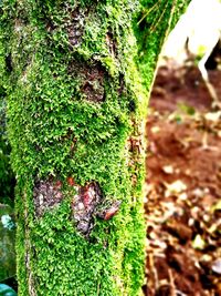 Close-up of ivy on tree