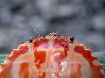 Orange crab shell