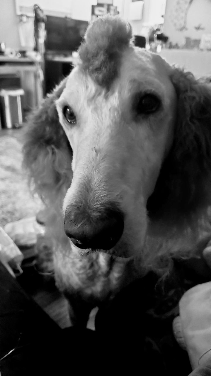 mammal, domestic animals, one animal, pet, animal themes, animal, black and white, canine, dog, monochrome, white, monochrome photography, black, portrait, looking at camera, indoors, animal body part, close-up, focus on foreground, no people, animal head