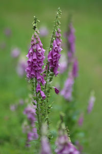 Close-up of purple flowering plant on field