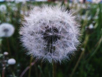 Close-up of dandelion