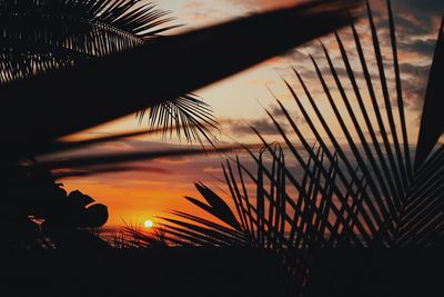 Silhouette palm trees at sunset