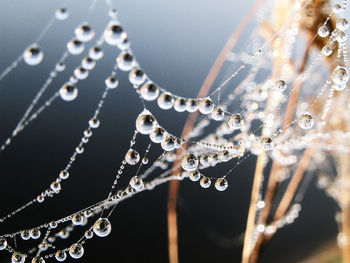 Close-up of wet spider web