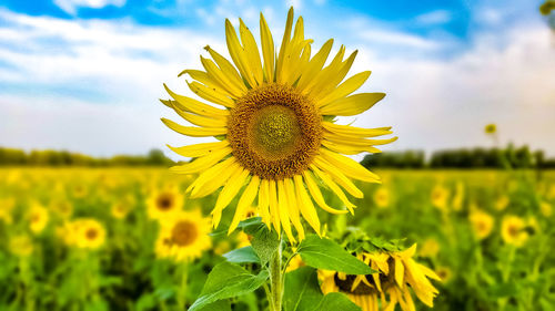 Close-up of yellow sunflower in field