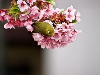 Close-up of bird on pink flower