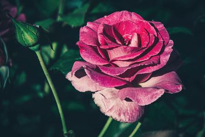 Close-up of pink rose