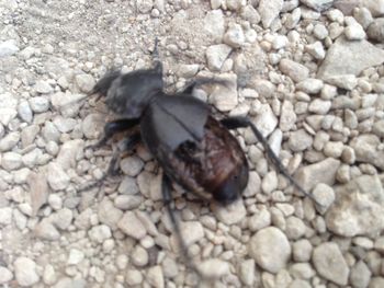 High angle view of insect on pebbles